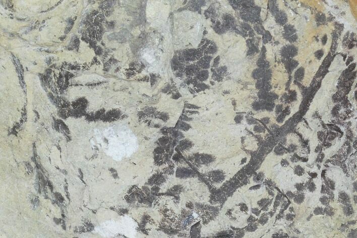 Plate Of Silurian Fossil Algae (Leveillites) - Estonia #102639
